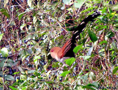 ALMA DE GATO (Piaya cayana) - Iguazu-Misiones-ARGENTINA (Octubre 2010)